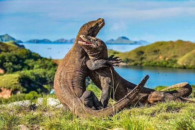 komodo island package