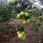 WhatsApp Image 2025-01-04 at 20.26.19